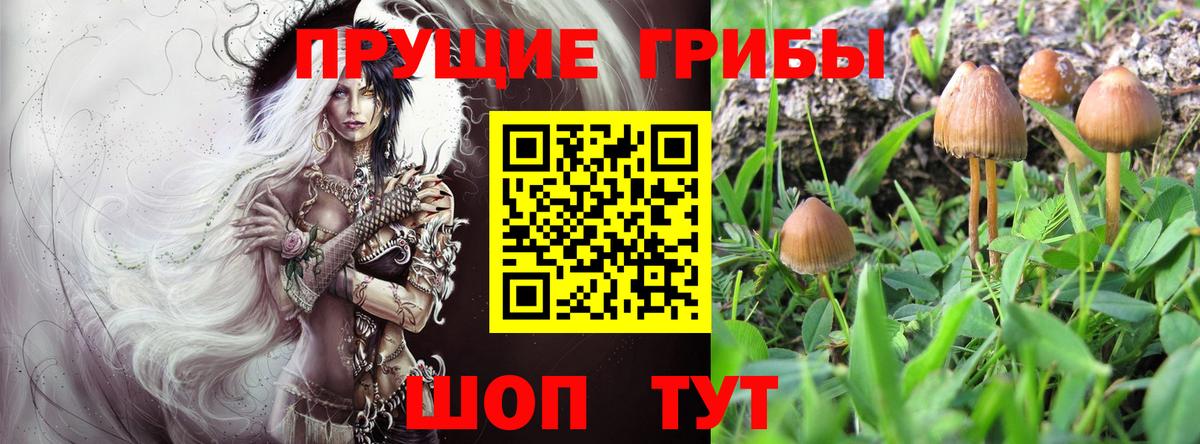 Псилоцибиновые грибы прущие грибы Сланцы